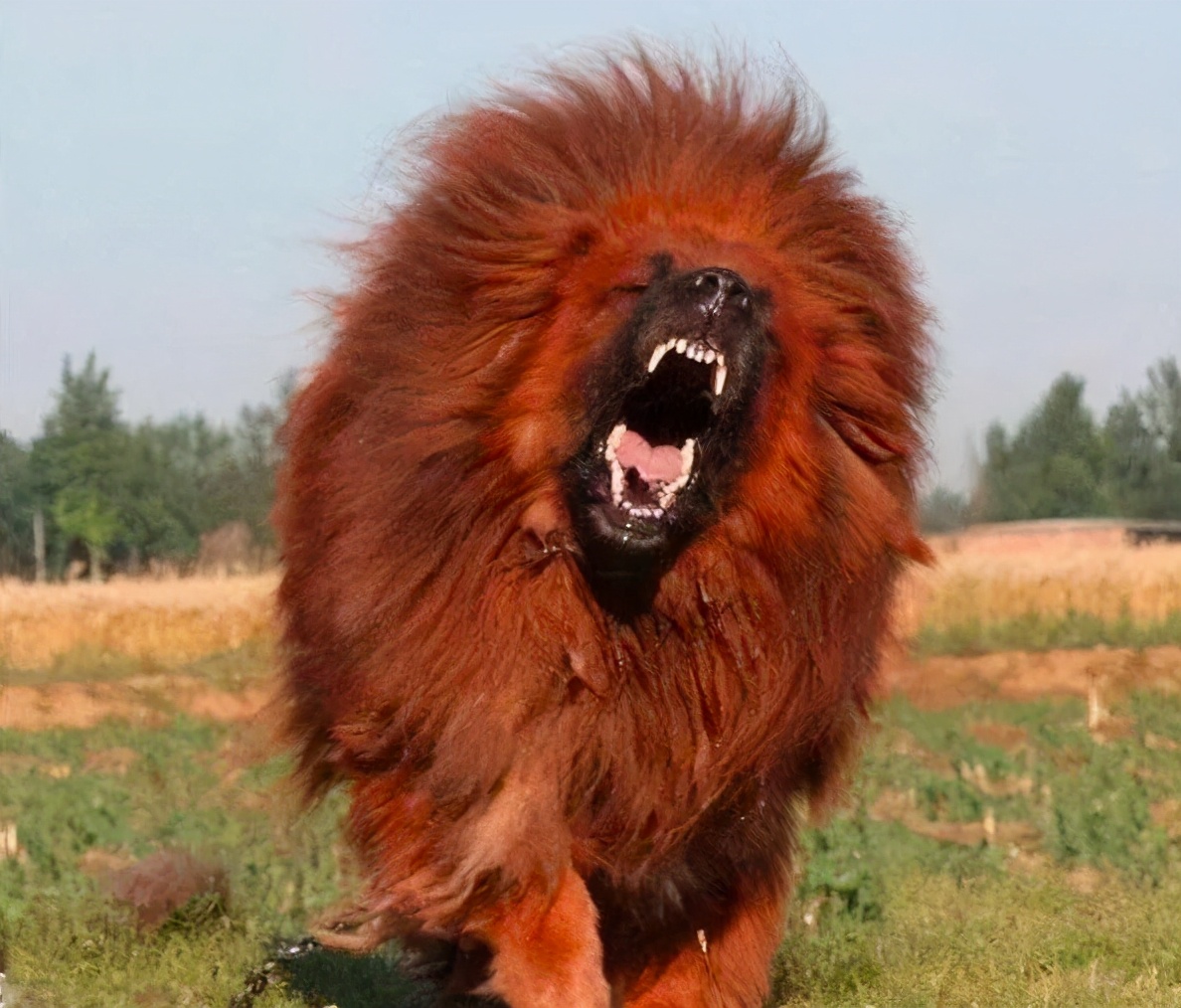 从4000万一只到沦为火锅食材,是谁戳破了藏獒市场的泡沫?