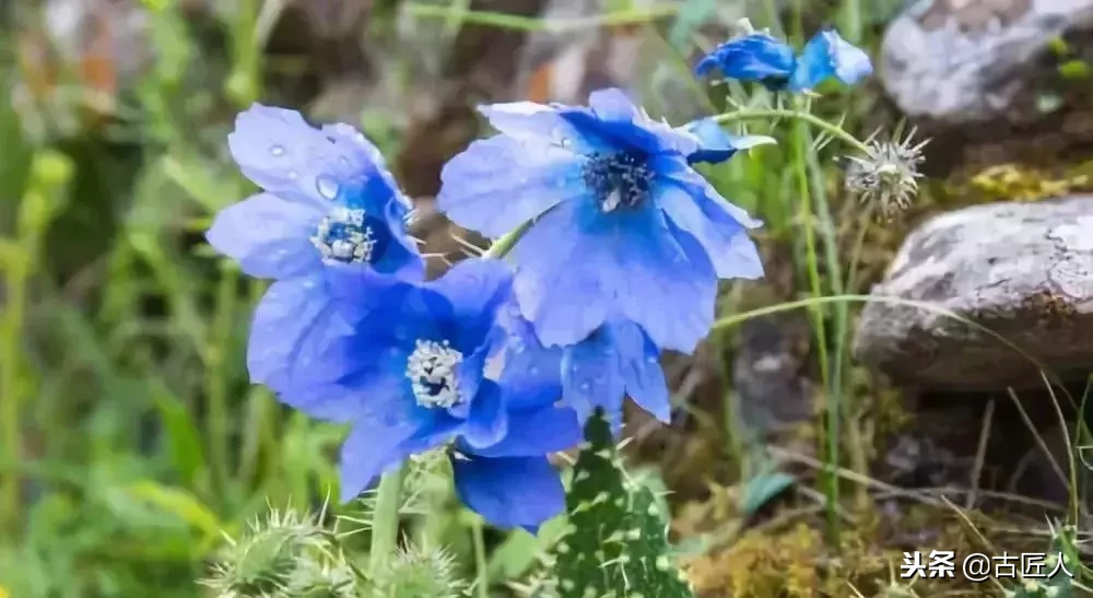 万紫千红的百花汇（百花汇中富含诗意的花）