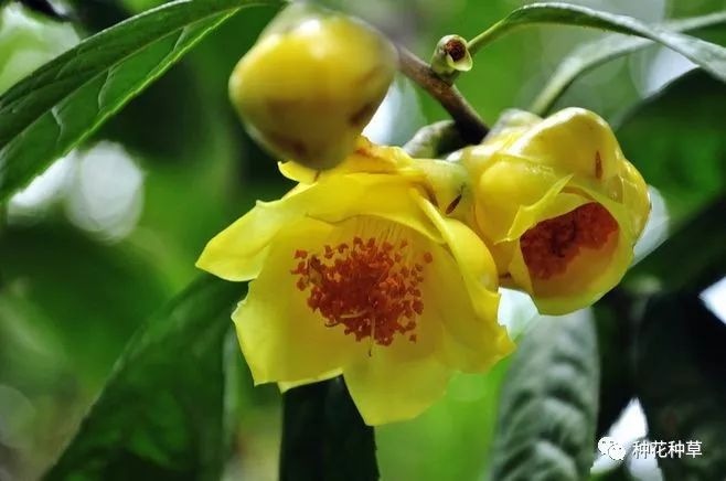 山茶花既耐低温又好看 一起看看常见种类有哪些 要怎么种植 烈香茶花 佳辰