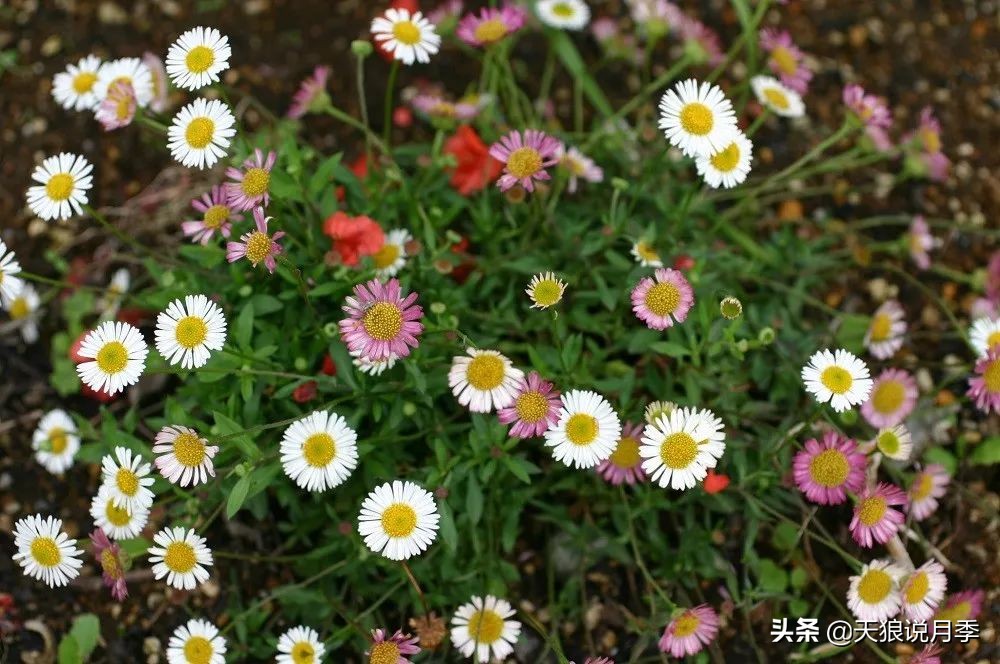 福禄考花期（5种草花适合在月季底部生长）