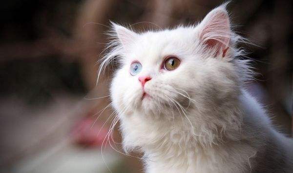 蓝眼白猫多少钱一只(辟谣)