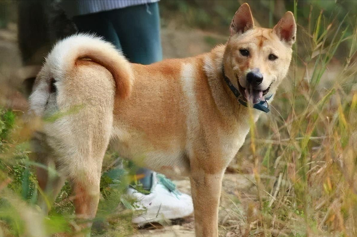 中华田园犬图片(中华田园犬 赤虎壹号