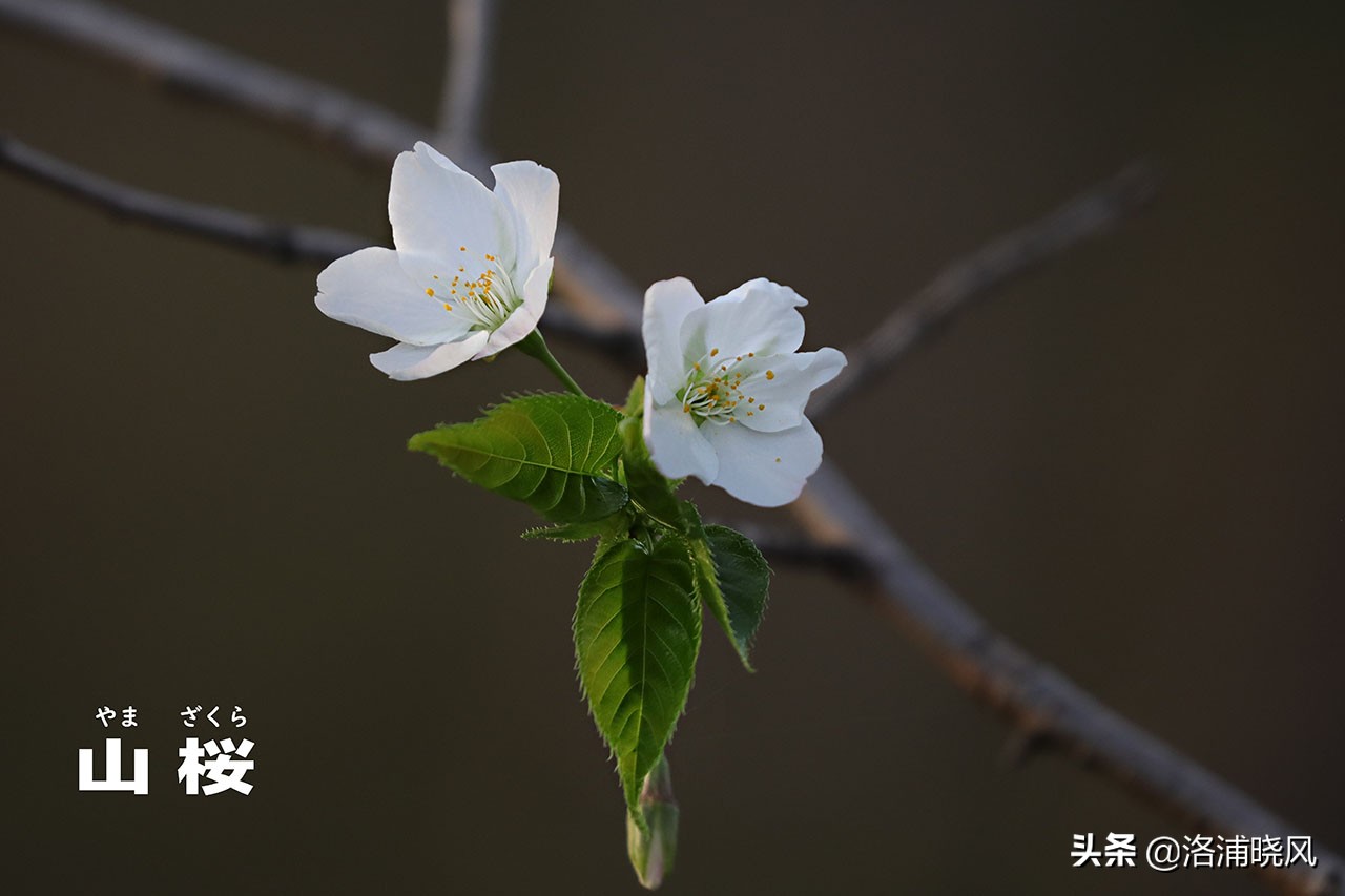 日本樱花文化（内涵揭秘日本樱花文化背后的冷知识）