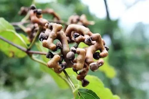盘点36种野果大全,你能认出几种?