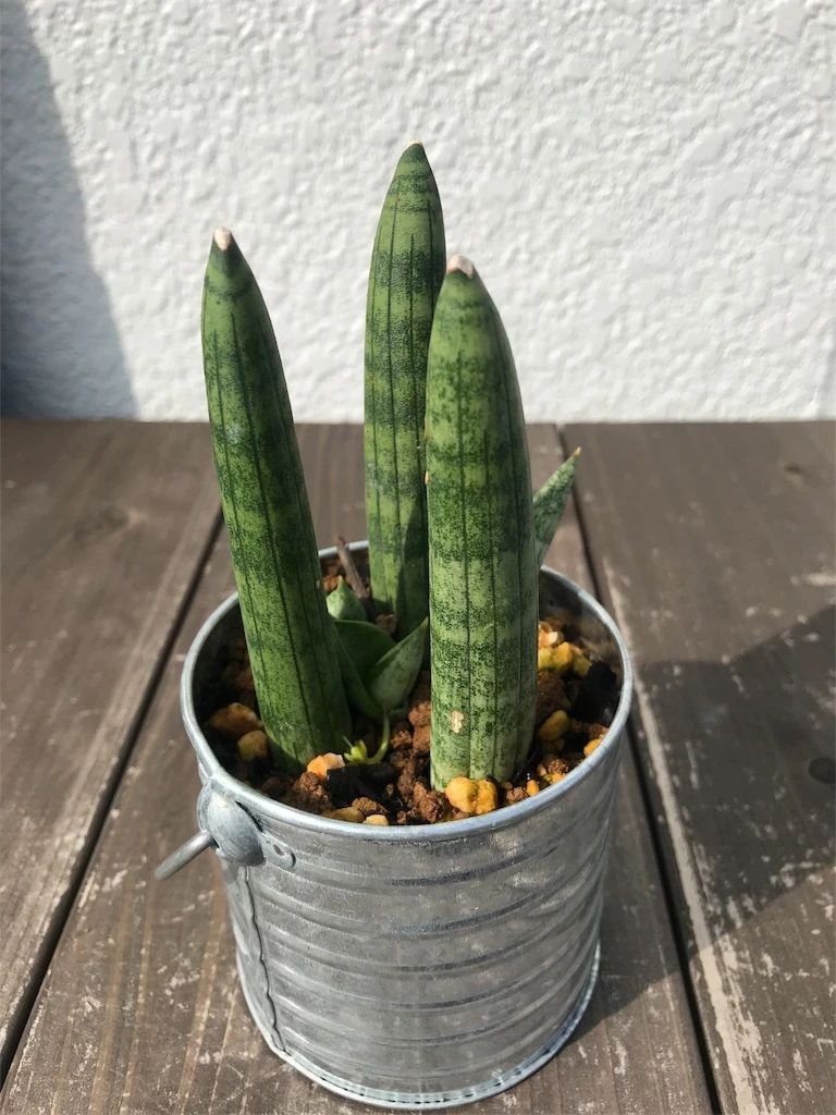 人气极高的7种室内观叶植物,这些盆栽植物多年流行一直没衰减