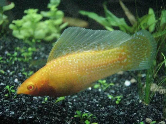 适合新手饲养的10种观赏鱼-最适合新手养的观赏鱼 - 114知识网