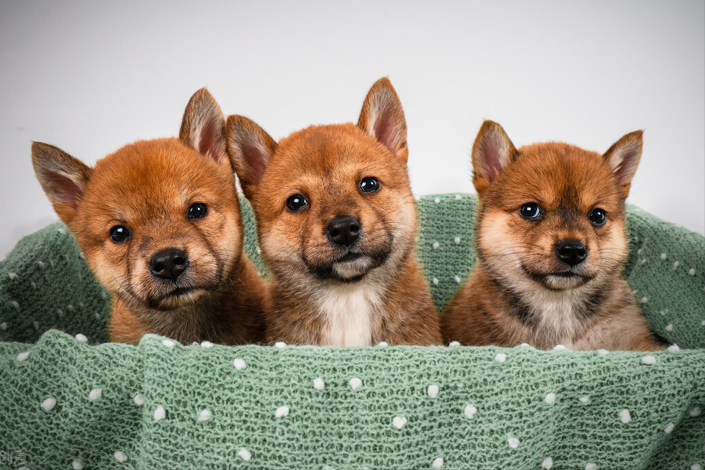 大学请不要养宠物