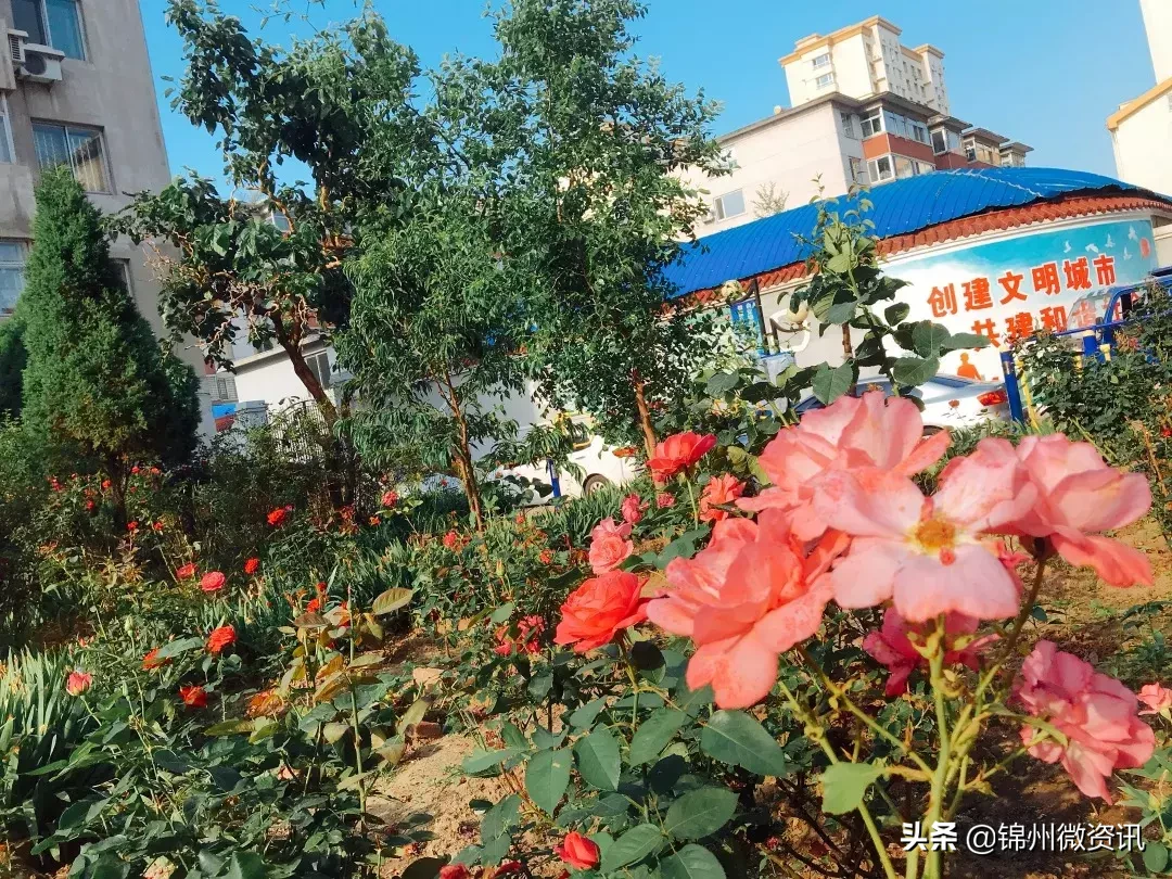 锦州实验学校三年小同学的一封信！凌河区小街小巷大变样