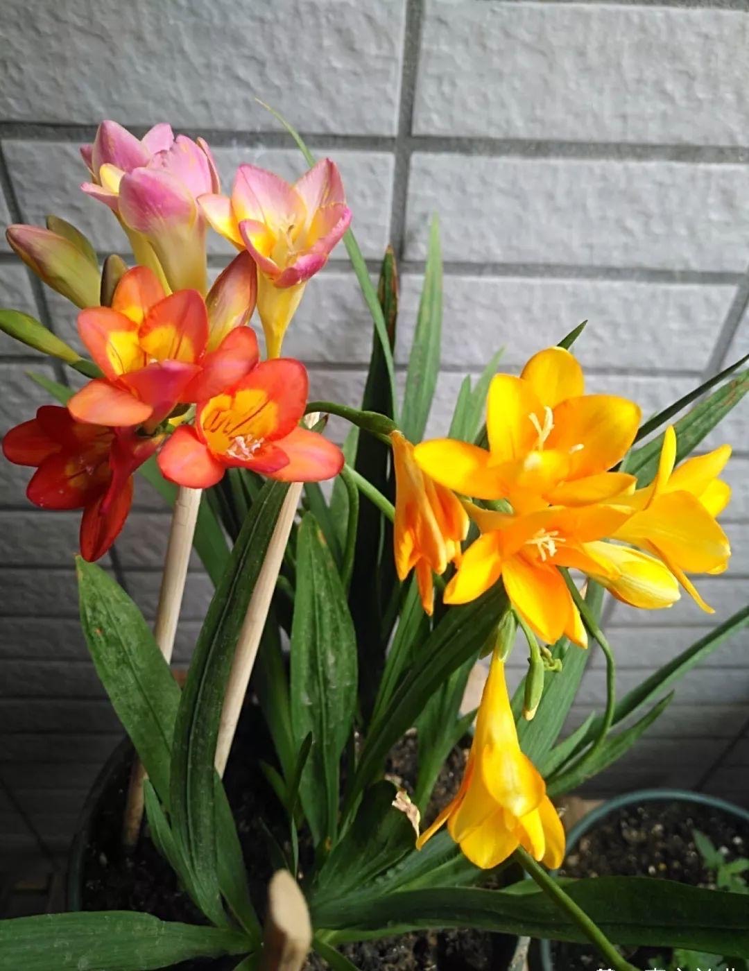 香水兰花图片(好养如蒜苗的香水花) - 赤虎壹号