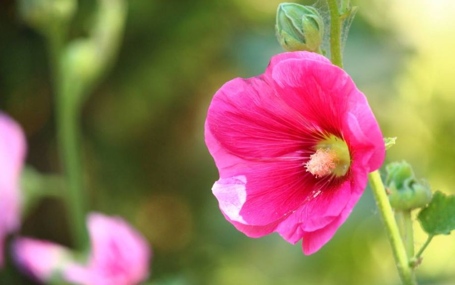 「诗词鉴赏」蜀葵花开 盛艳天地—古诗词里的蜀葵花