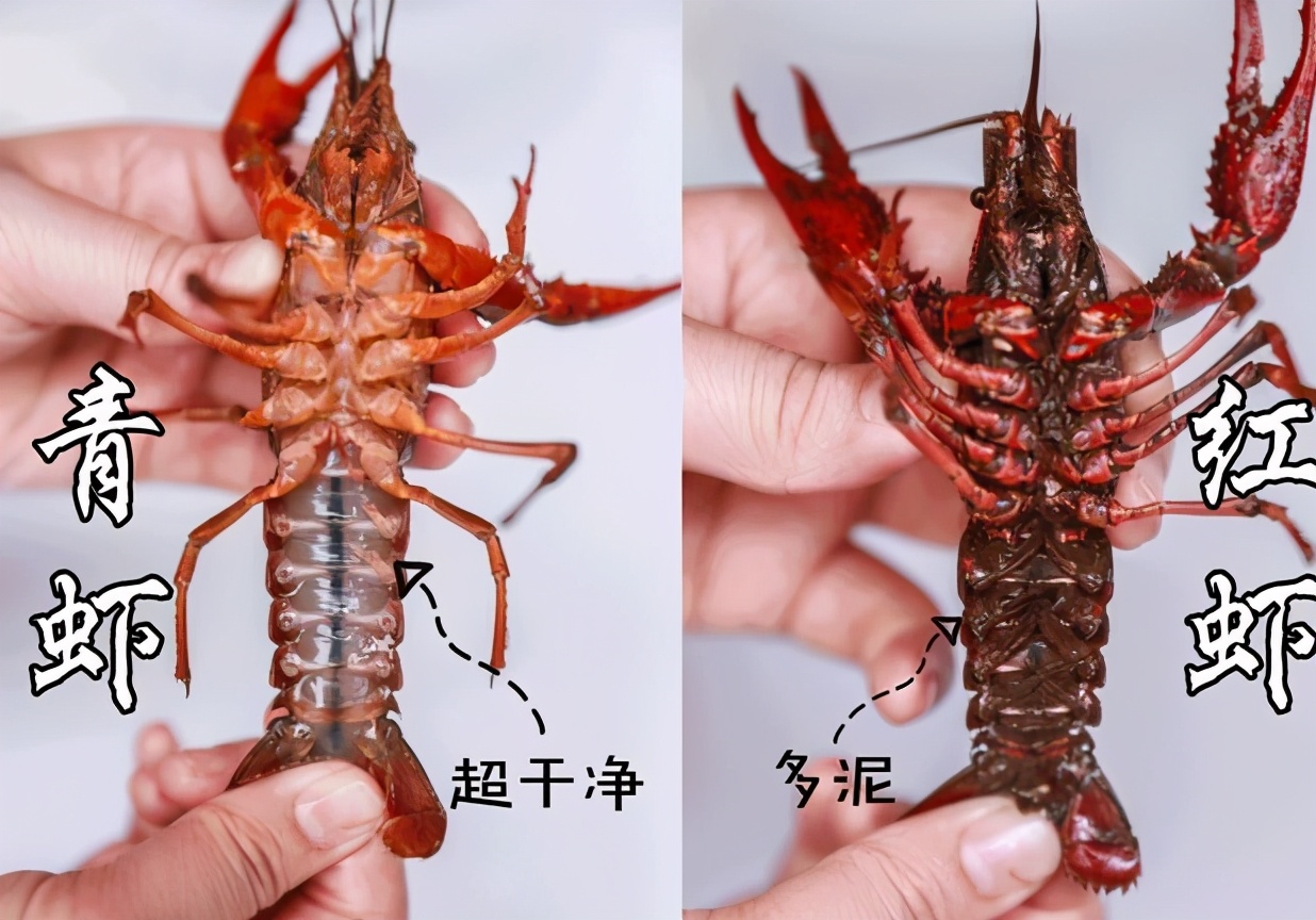水煮小龙虾怎么做(学会这一招虾肉q弹鲜香)