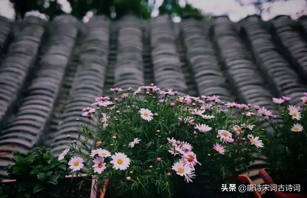 宋词里的初夏时光，婉约了流年