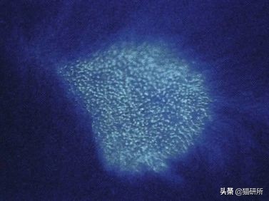 铲屎官必读：猫癣的家庭诊断与用药指南