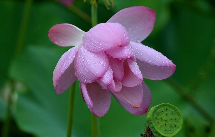 「诗词鉴赏」雨后的夏天 雨后的诗，另一番美丽