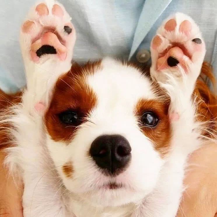 养狗多年的你,却不知道这些关于狗狗的"知识"?