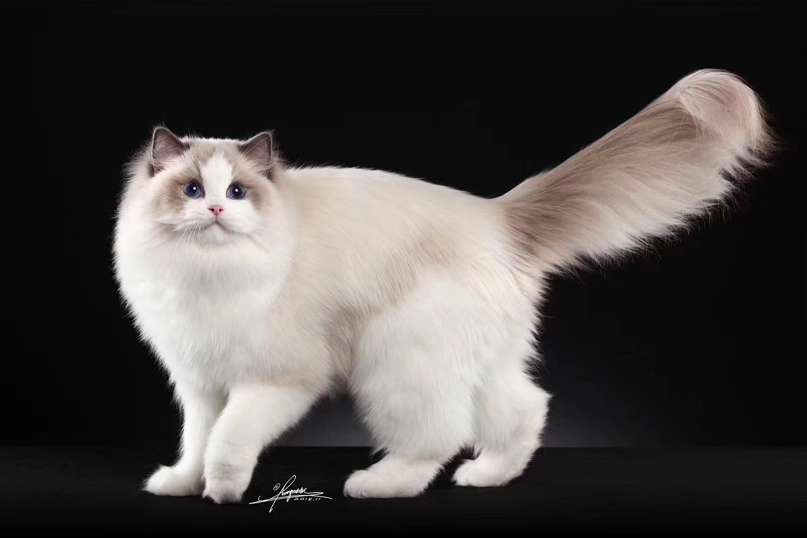 布偶猫丨蓝双色