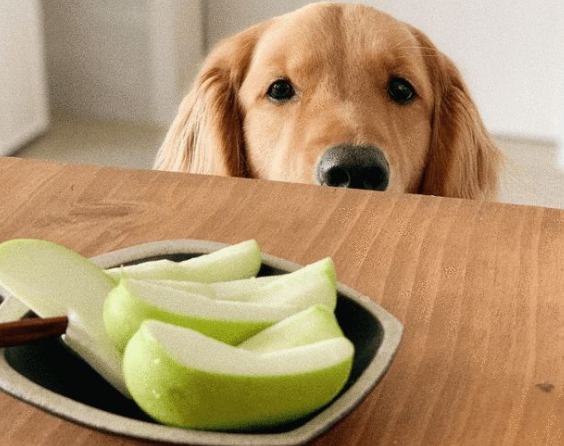 为什么狗狗总乱吃东西？别小看这个问题