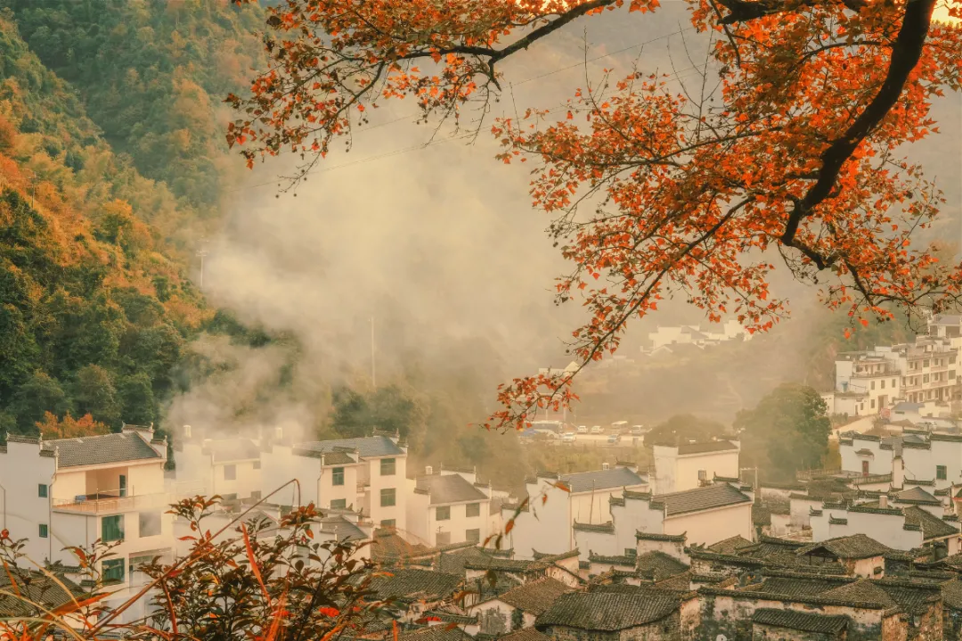 而秋之韵味,莫过于古村落,白墙黛瓦,炊烟袅袅,红枫,银杏,橙柿装点其间
