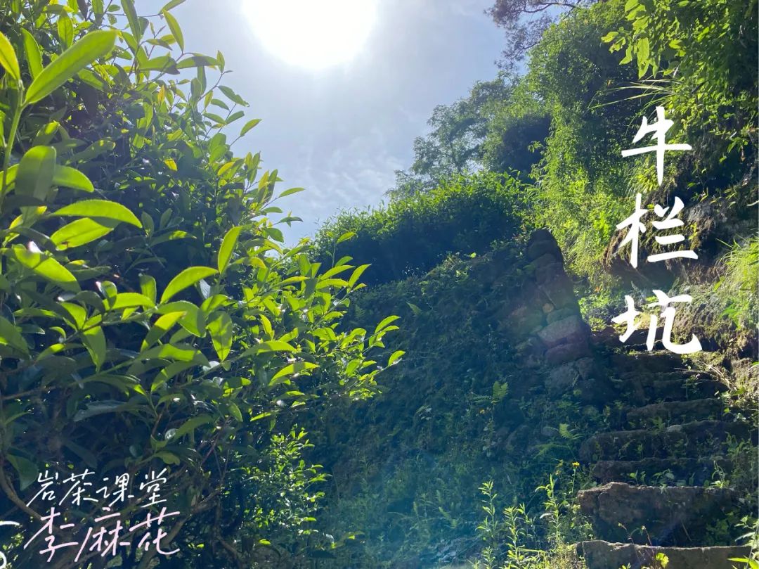 牛肉、马肉、猴肉、鬼肉，这么多正岩肉桂，哪个山场的味道最好？