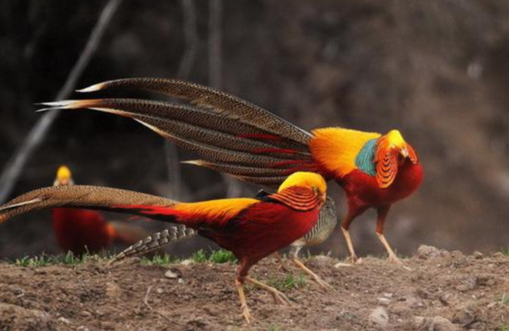 凤凰长什么样子? -生活知识库-动动脑