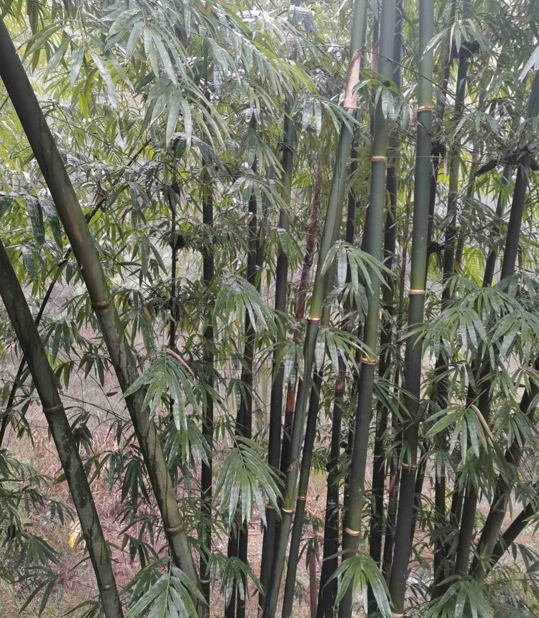 花卉植物有哪些（盘点100种常见花图鉴）