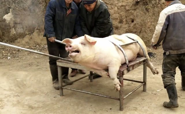 中国哪里可以请杀手(襄阳有一种职业,被人们戏称为"职业杀手"的杀猪佬