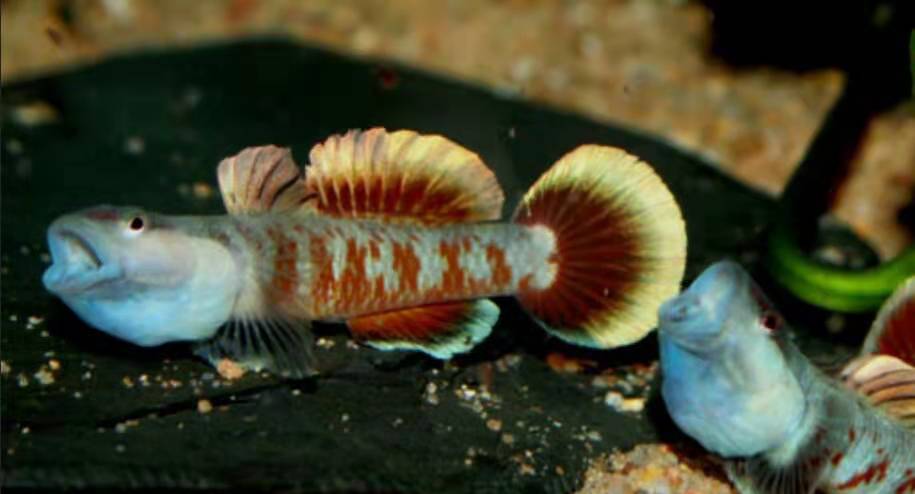 觀賞魚的種類圖片,觀賞魚的種類圖片和名字