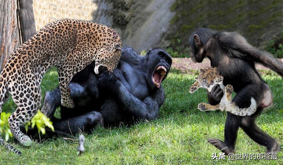 银背大猩猩成年后花豹不再是其对手，那它有可能打赢老虎吗？