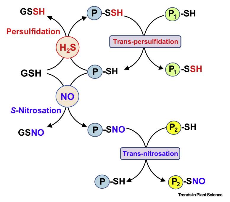 文章解读：“背靠背”南京农大谢彦杰同时解析硫化氢参与ABA信号