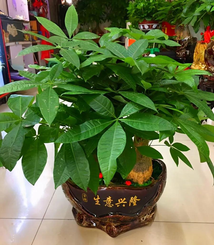 叶植物,株型端庄秀丽,叶片翠绿茂盛,株型有大有小,可以装饰大型的客厅