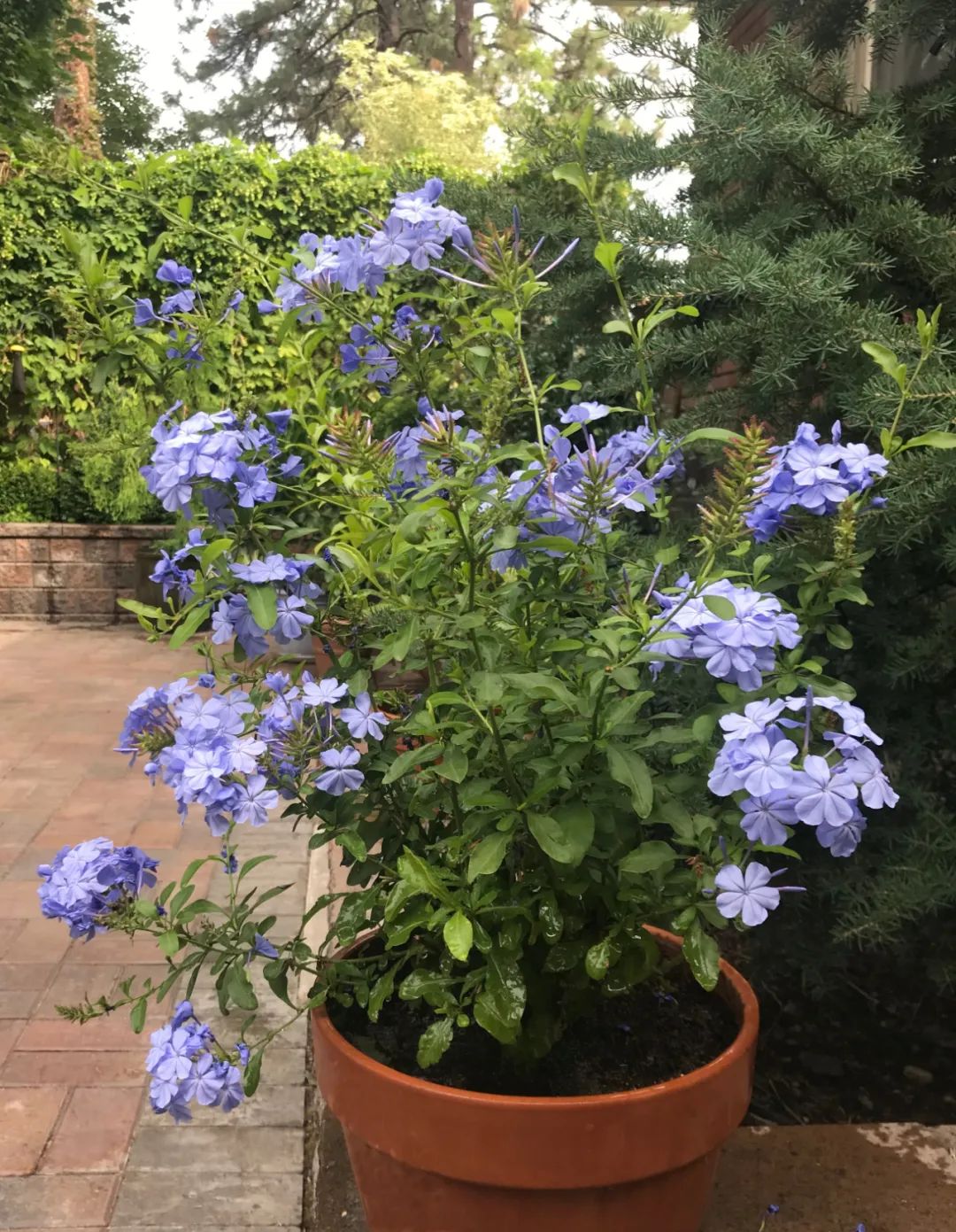 花量丰富，花期极长的蓝雪花，易养好照顾，养成盆栽后长得特别快