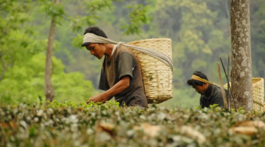 印度曾把茶叶做到世界第一，把中国茶叶逼入绝境，其中发生了什么