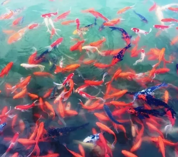 四川这所单招高校有百年历史,占地1000余亩