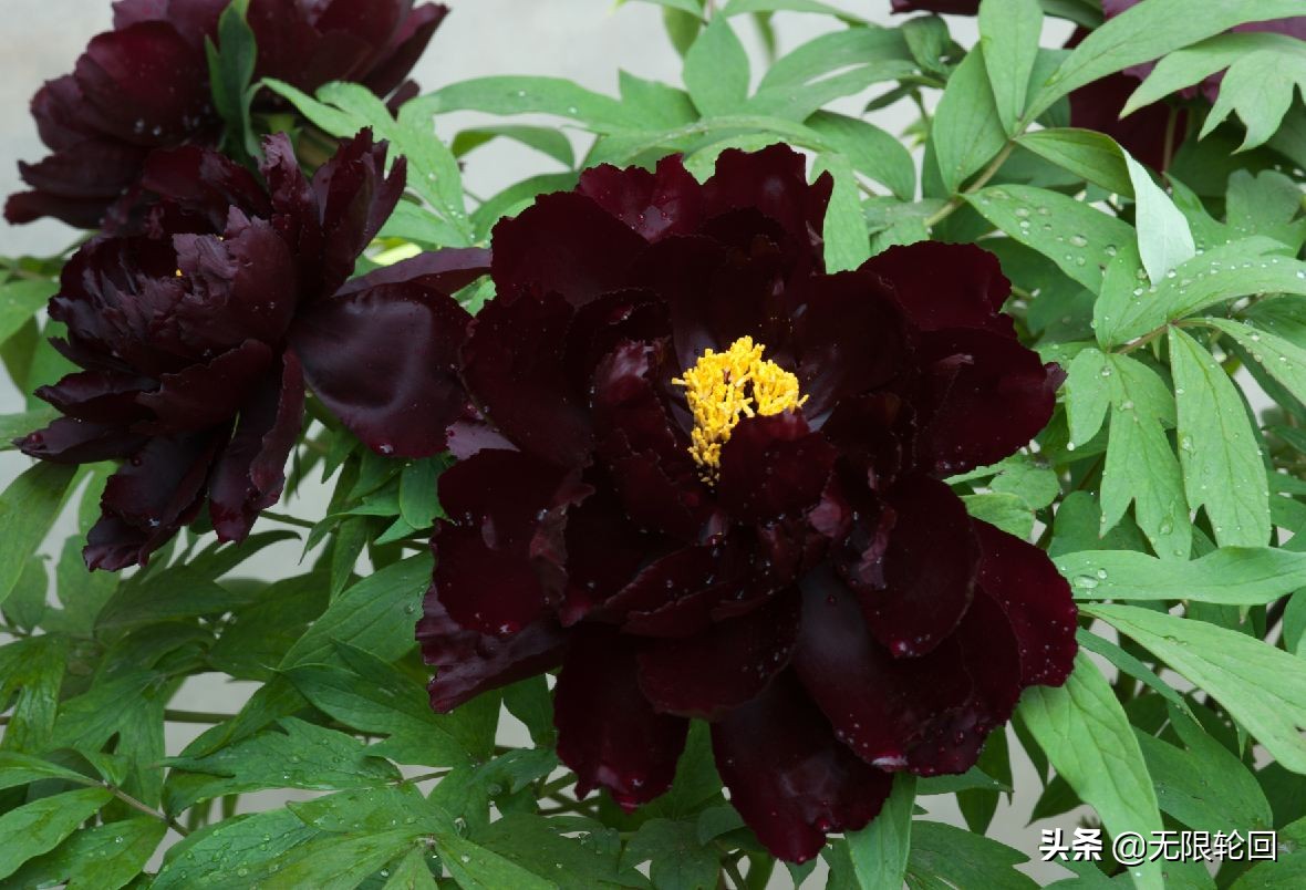 唯有牡丹真国色：10首最经典的牡丹花诗词