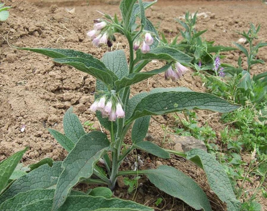 野外这杂草,见到是幸运,挖出根很值钱,一斤能卖150,认识吗