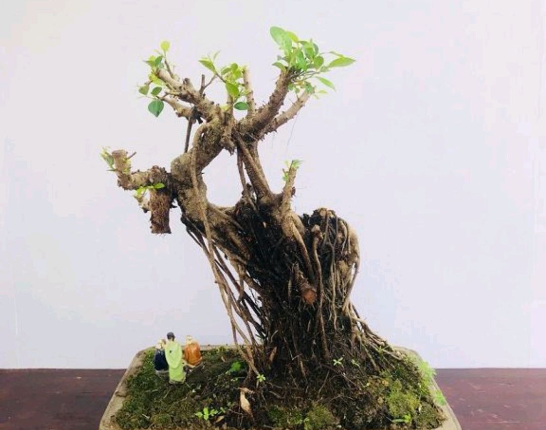 春季几个妙招,打造最美榕树盆景!