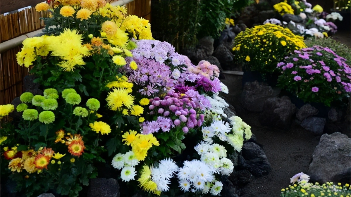 东瀛志：为什么日本人如此喜欢菊花？