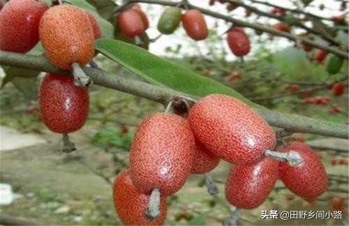 羊奶果适合什么地方种植（羊奶果的种植条件）