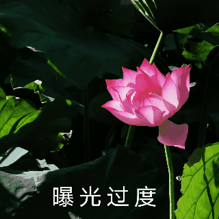 拍的荷花太普通？教你手机后期调出“高级橙”｜秒变美