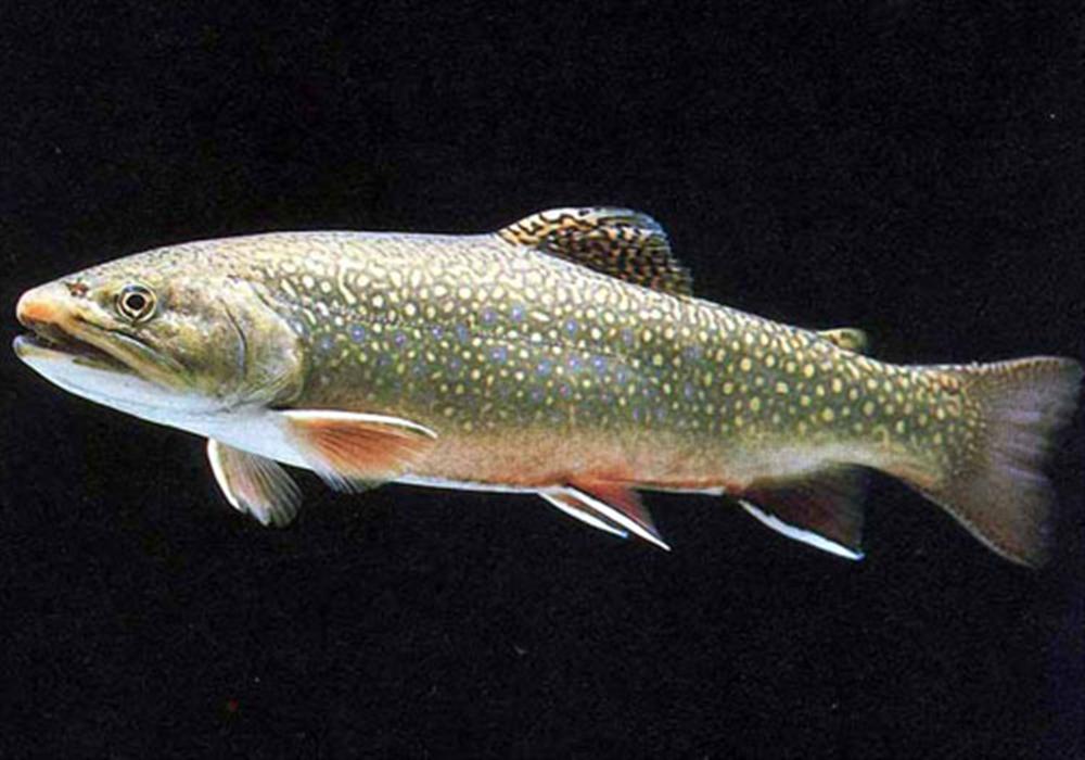 文化载体?闪小说或兼而有之——大语文下讲《李章谑鱼》