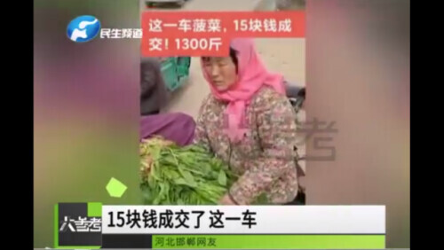 1斤菠菜16元VS千斤菠菜15元，农民朋友到底如何靠种地致富？