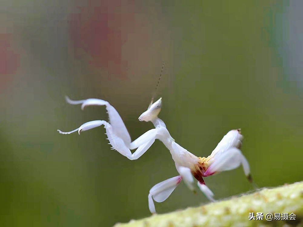 兰花螳螂,兰花螳螂图片