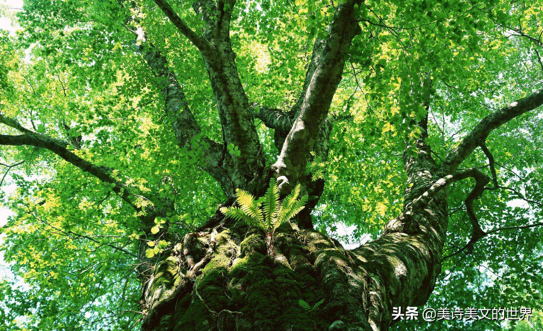 “沾衣欲湿杏花雨，吹面不寒杨柳风”何意？康震：很多人理解错了