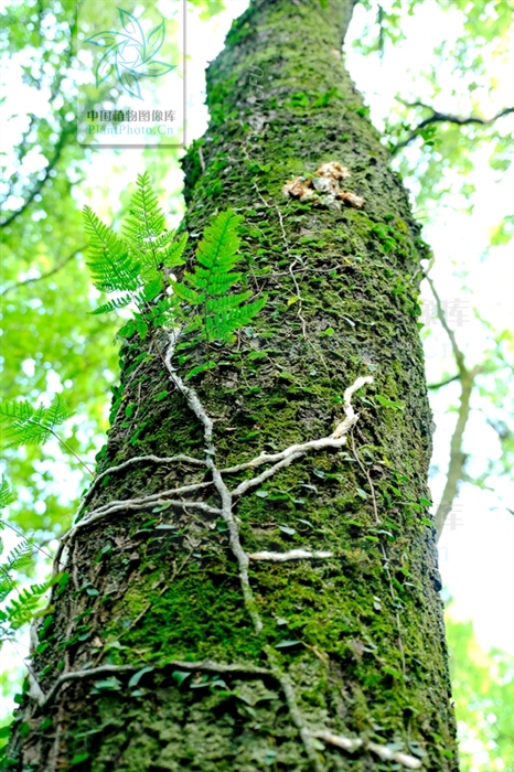 骨碎补的图片(白毛蛇) - 赤虎壹号