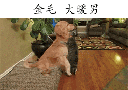 狗界颜值扛把子，你家狗狗上榜了吗？