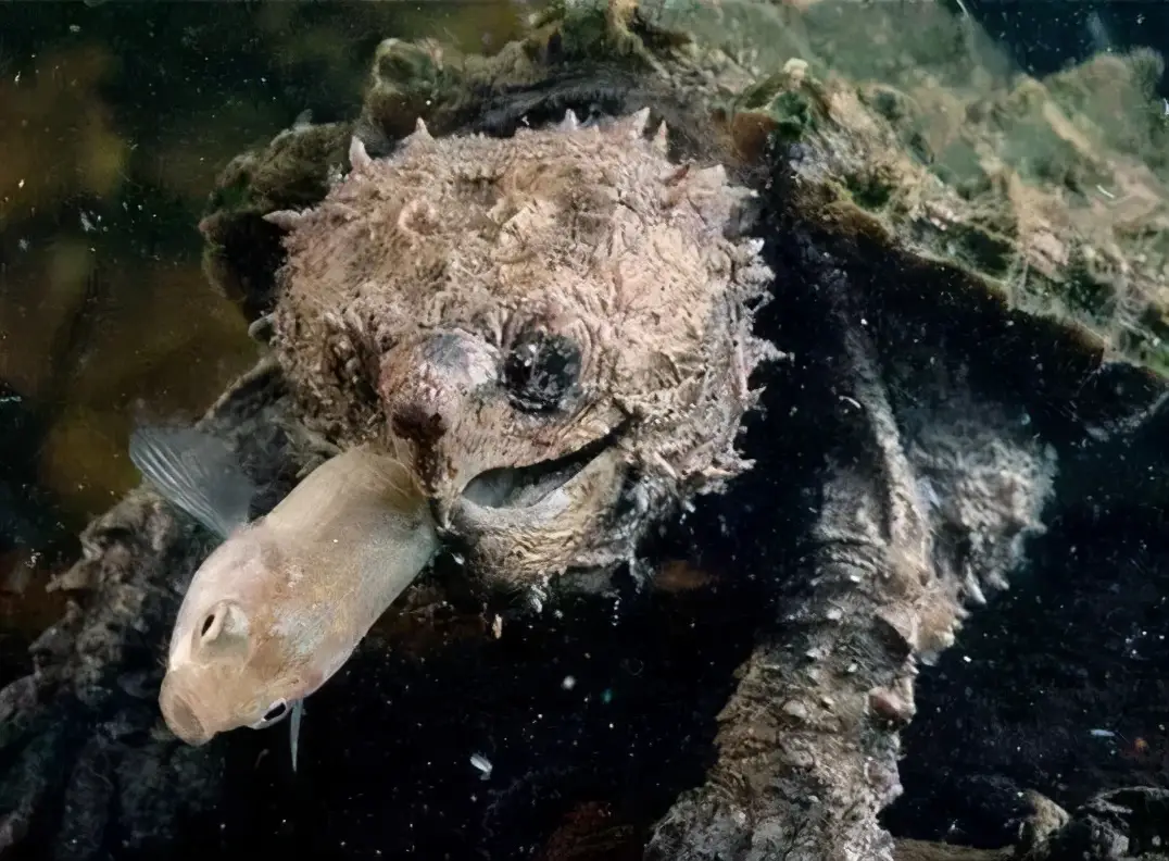 乌龟的种类图片及名称（乌龟的品种图片）