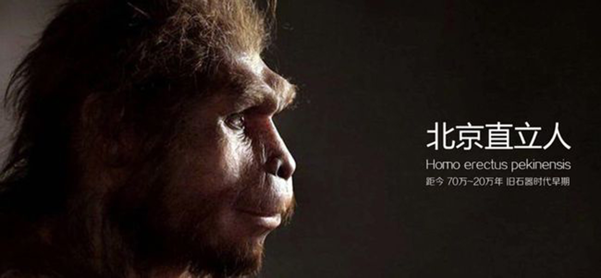 50万年前的秘密,北京猿人没混到食物链顶,却成了蚕食同类的恶魔