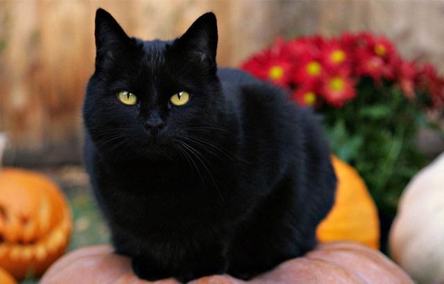 黑色土耳其安哥拉猫图片