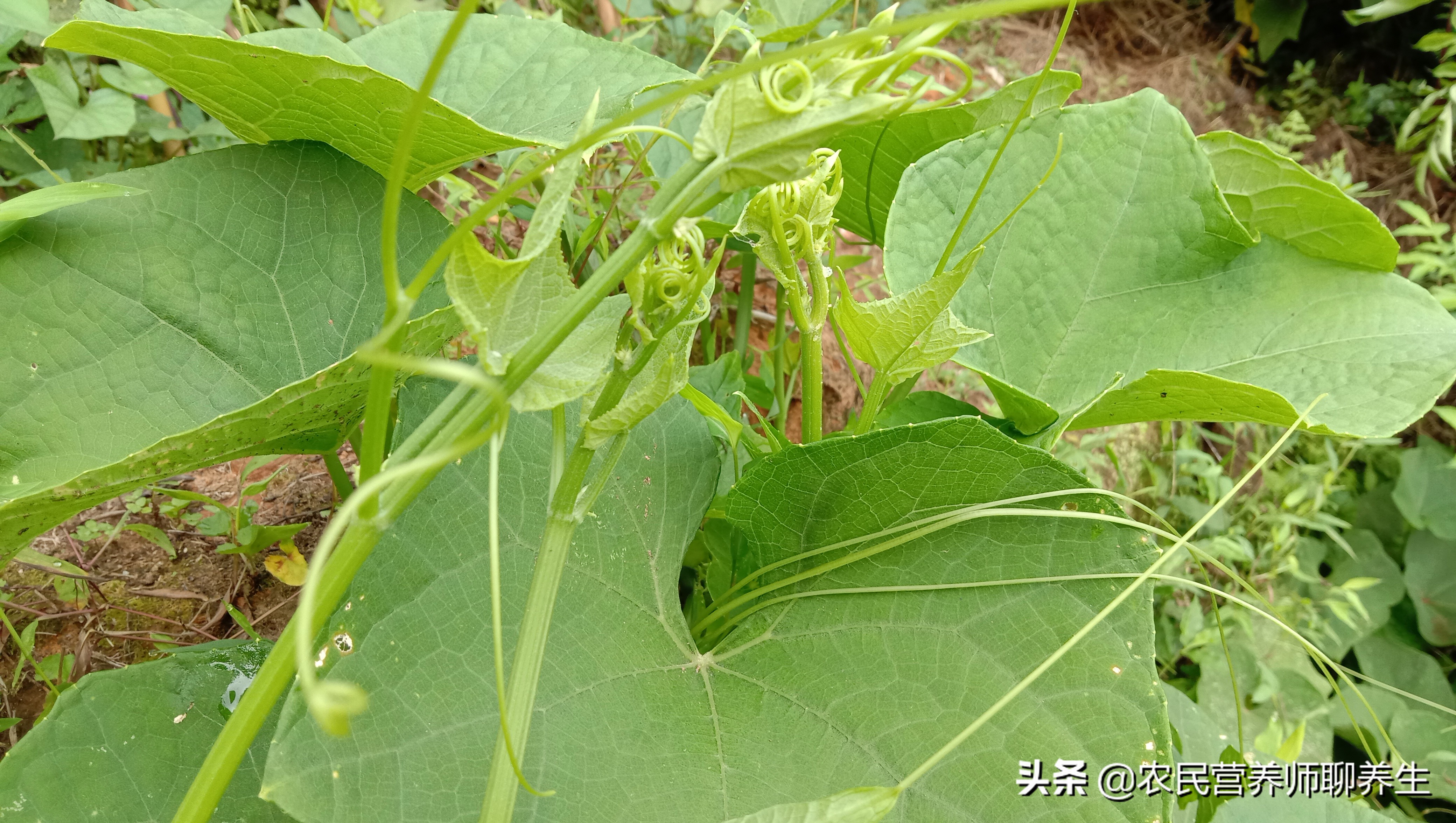 龙须菜的功效与作用及禁忌(龙须菜的营养价值与禁忌)