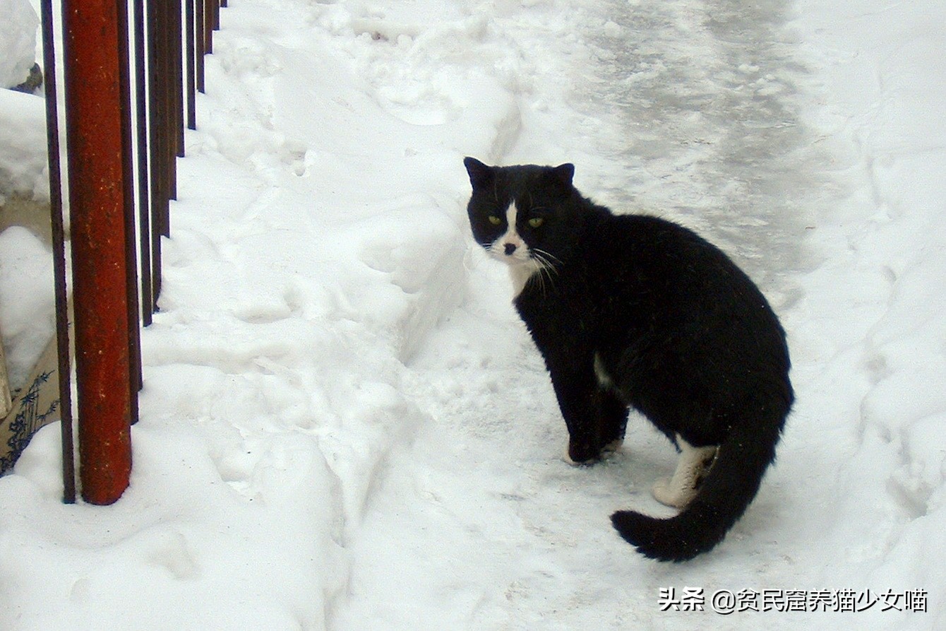 乌云盖雪的意思是,猫咪通身黑色,只有肚皮和爪子是白色的,就像乌云在
